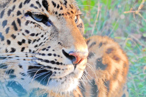 Image of a Leopard photo clicked by Vishal in dehradun